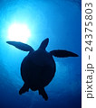 石垣島のアオウミガメ 24375803