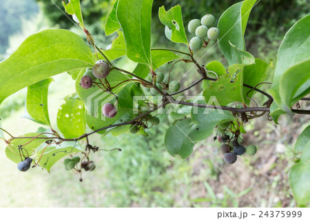 猿捕茨(サルトリイバラ)の液果の資料 猿捕茨(サルトリイバラ)の液果の資料 24375999