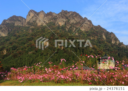 コスモス群落と妙義山 24376151