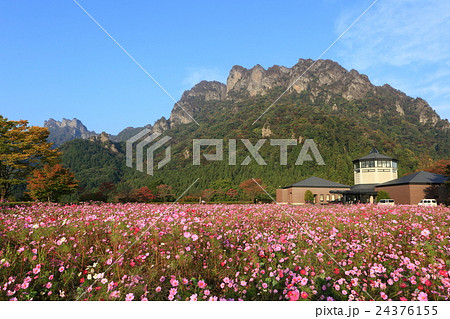 コスモス群落と妙義山 コスモス群落と妙義山 24376155
