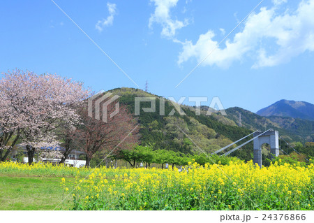 春の秦野戸川公園 24376866