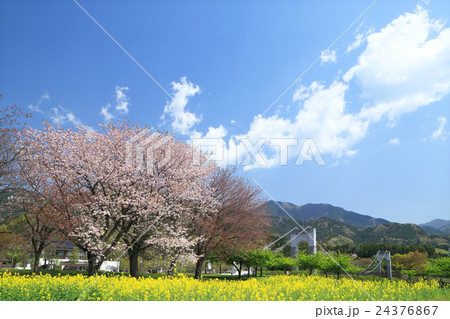 春の秦野戸川公園 春の秦野戸川公園 24376867