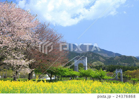 春の秦野戸川公園 春の秦野戸川公園 24376868