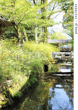 松尾神社 山吹まつり 松尾神社 山吹まつり 24376934