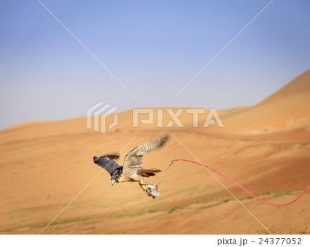 Peregrine Falcon training Peregrine Falcon training 24377052