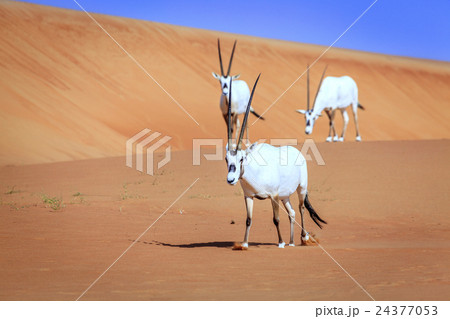 Arabian Oryx Arabian Oryx 24377053