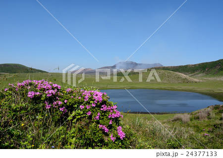 阿蘇山と草千里ヶ浜とつつじ 24377133