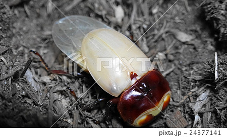 スマトラオオヒラタクワガタの羽化 24377141