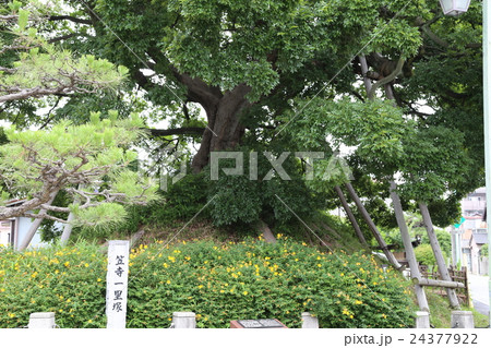 東海道五十三次の笠寺一里塚 24377922