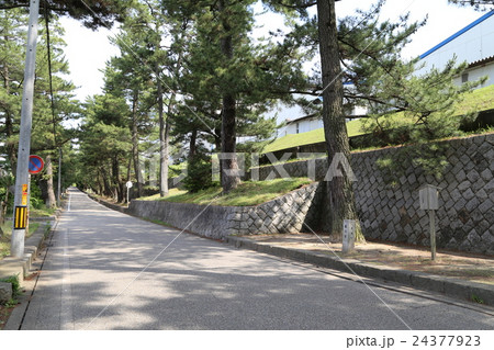 東海道五十三次藤川宿松並木 東海道五十三次藤川宿松並木 24377923