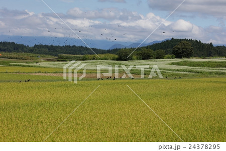 信濃町ソバ畑 24378295