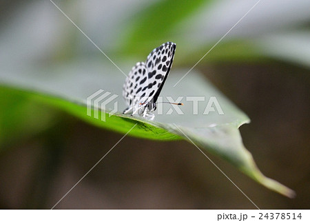 ゴイシシジミ ゴイシシジミ 24378514