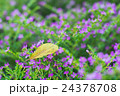 Fallen Leaf on Bush of Purple Flowers 24378708