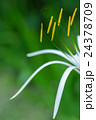 White Spider Lily with Green Background 24378709