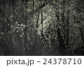 Leaves Glowing in Jungle in Wind 24378710