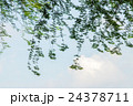 Curtain of Delonix Branches 24378711
