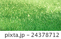 Green Field Glowing in Morning 24378712