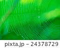 Crystal Balls on Spider Web with Green Background 24378729