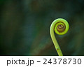 Curled Fern Fiddlehead with dark Background 24378730