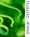 Young Green Ferns 24378731