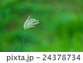 White Flowers of Wild Grass Dancing in Wind 24378734