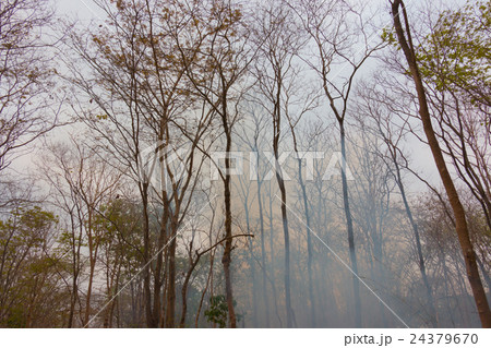 Soft focus at fire in leafy forest. Early spring Soft focus at fire in leafy forest. Early spring 24379670