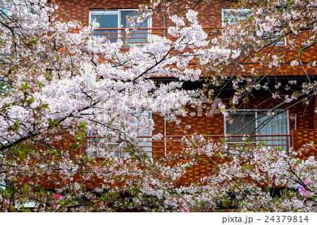 桜 さくら サクラ 24379814