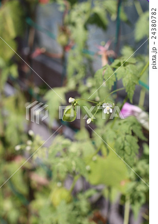 ふうせんかずら 24380782