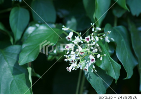 夏の屁糞蔓(へくそかずら) かわいそうな名前です。 夏の屁糞蔓(へくそかずら) かわいそうな名前です。 24380926