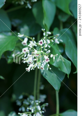 夏の屁糞蔓(へくそかずら) かわいそうな名前です。 夏の屁糞蔓(へくそかずら) かわいそうな名前です。 24380927