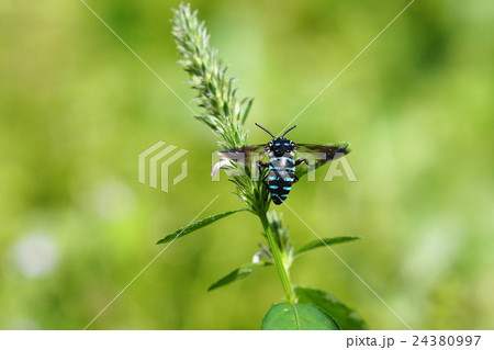 ルリモンハナバチ 24380997