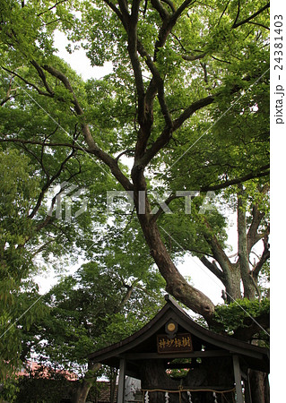 大聖勝軍寺 大聖勝軍寺 24381403