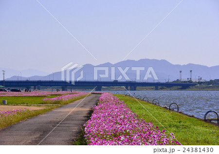 水巻町のコスモス 水巻町のコスモス 24381430