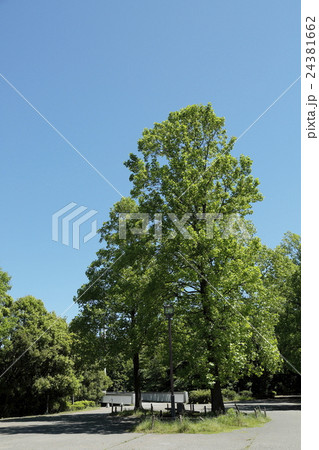 新緑　木々 24381662
