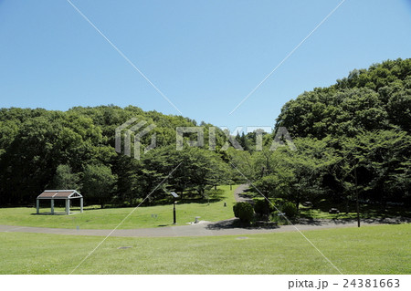 多摩市　桜が丘公園 24381663