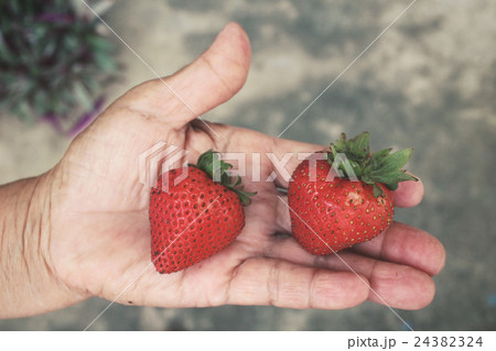 Fresh strawberries on hand Fresh strawberries on hand 24382324