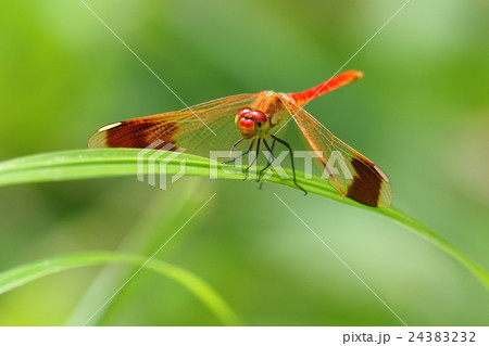 ミヤマアカネ（オス） 24383232