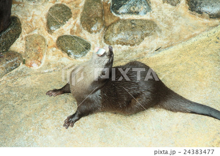 餌を食べるコツメカワウソ 餌を食べるコツメカワウソ 24383477