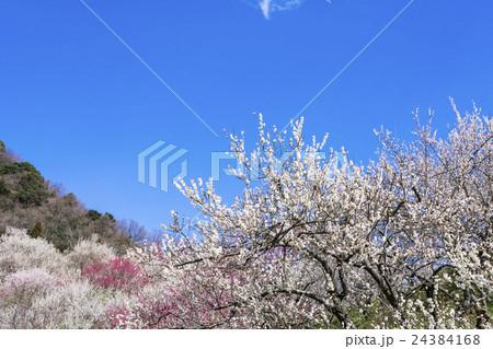 東京　高尾山　高尾梅郷 24384168