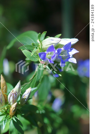 竜胆リンドウ 花言葉は「正義」 晴れた日に咲きます 竜胆リンドウ 花言葉は「正義」 晴れた日に咲きます 24384189