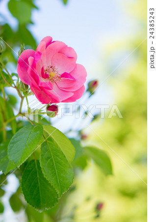 バラ（アンジェラ） 24385243