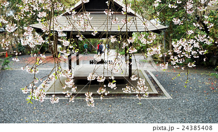 大豊神社 桜 さくら 24385408