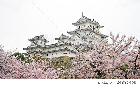 桜 さくら サクラ 24385409
