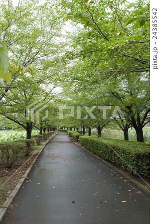 夏の散歩道 夏の散歩道 24385542