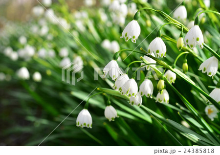 スズランズイセン 24385818