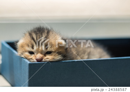 Lazy kitten in box 24388587
