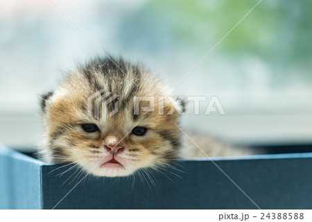 Lazy kitten in box Lazy kitten in box 24388588