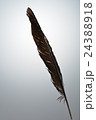 黒い羽根 24388918