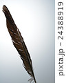 黒い羽根 24388919