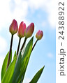 チューリップの花が空へ 24388922